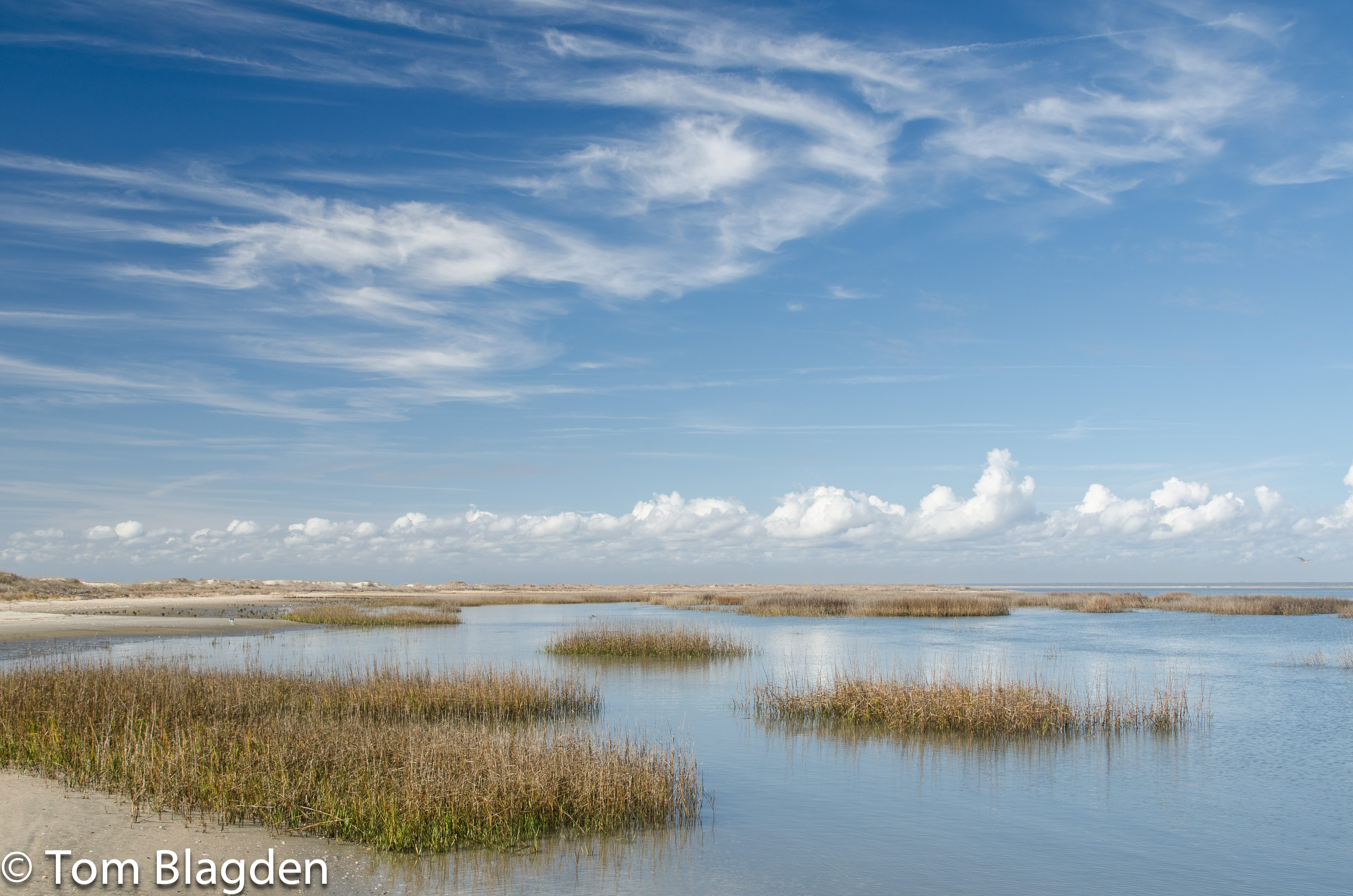 Bulls Island, salt marsh estuary, Tom Blagden, Cape Romain National Wildlife Refuge