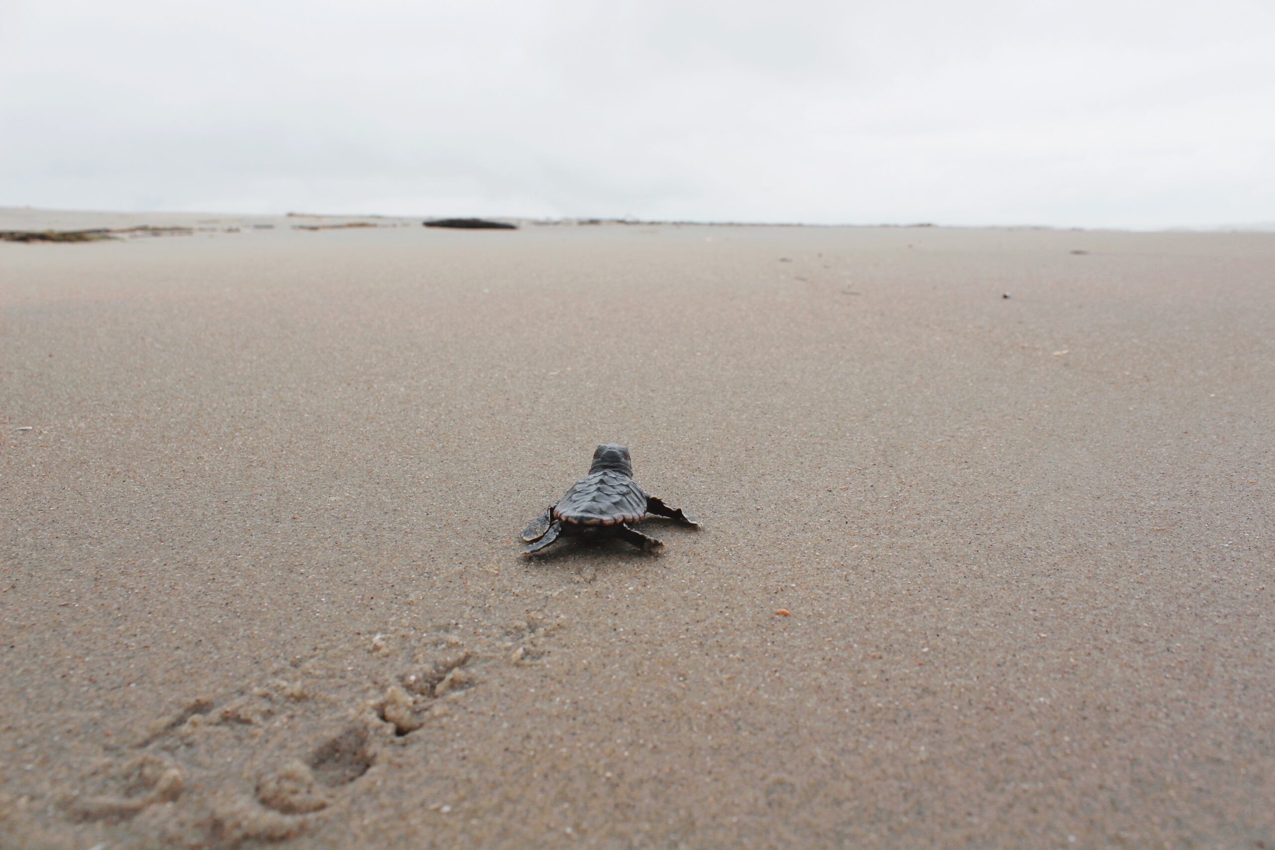 Loggerhead Sea Turtle, Cape Romain National Wildlife Refuge, Coastal Expeditions Foundation, Charleston