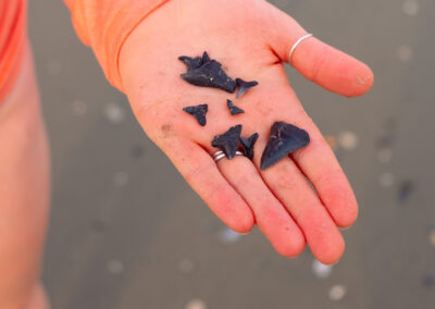 Charleston Harbor Boat & Fossil Adventure (October to March)