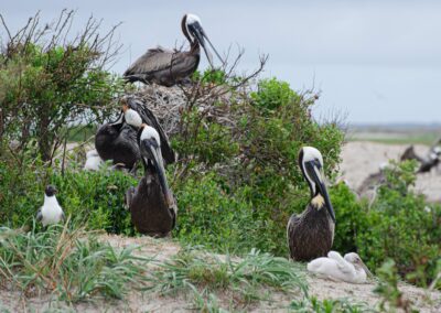 Baby Pelican Cruise | By Private Charter