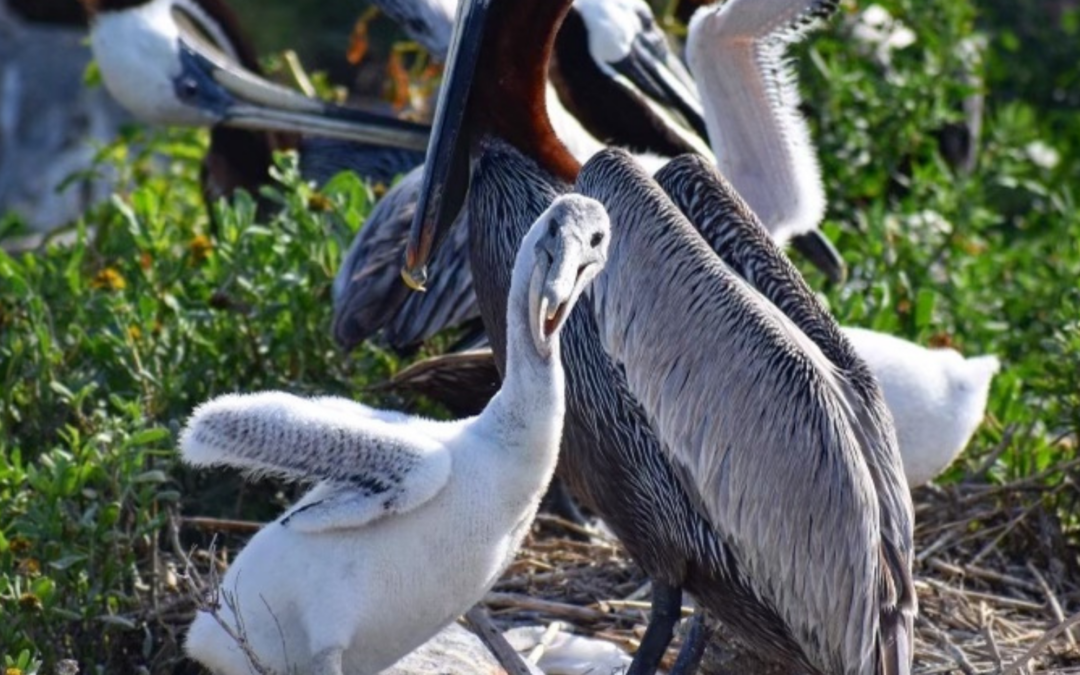 Pelican colony, Crab Bank Seabird Sanctuary, Castle Pinckney, Coastal Expeditions