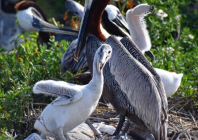 Crab Bank Bird Colony Cruise