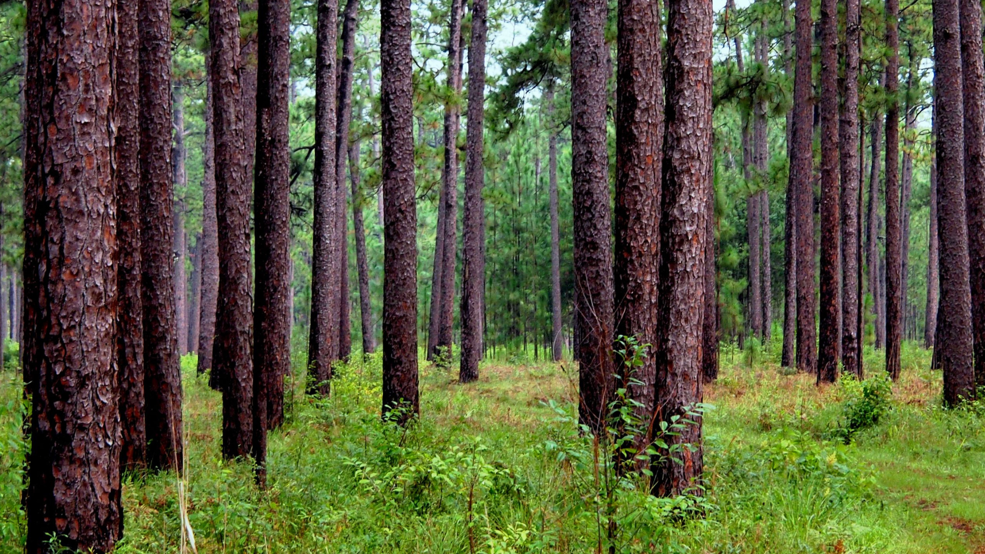 Volunteer Events, Francis Marion National Forest, Longleaf Pines