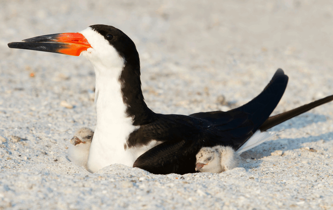 How to Be a Good Steward on South Carolina’s Wild Beaches