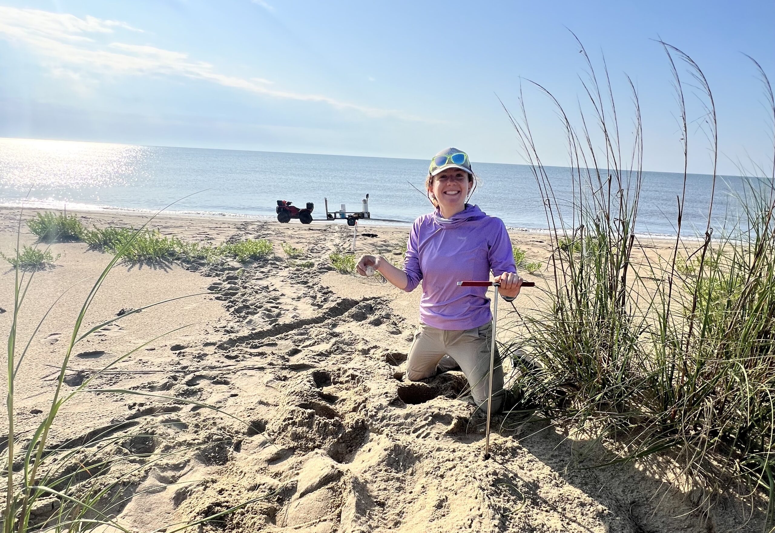 Probing to find a sea turtle nest in Cape Romain National Wildlife Refuge sea turtle, loggerheads, Cape Island, Coastal Expeditions Foundation