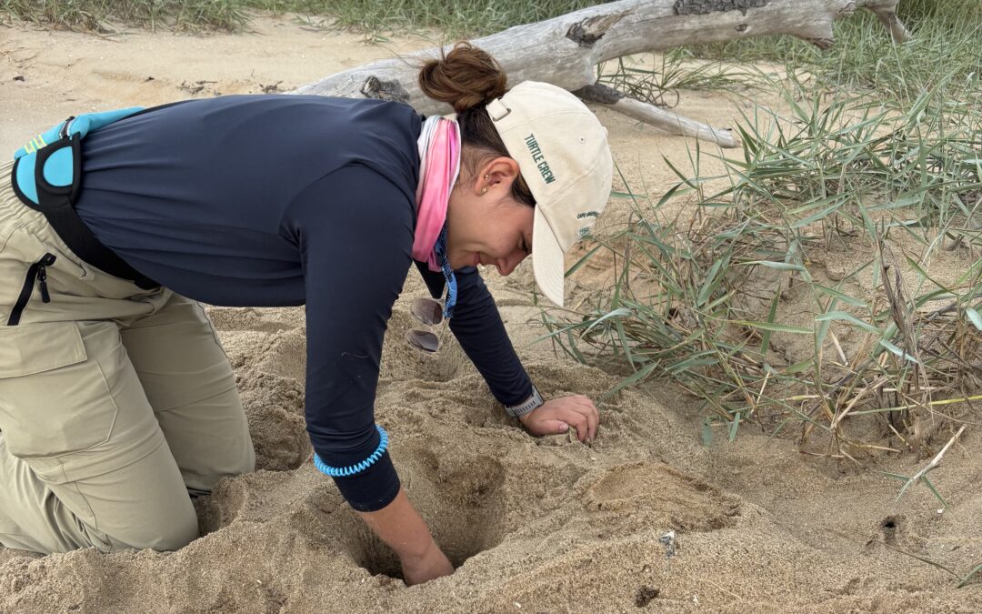 Juanita Franco, Cape Romain National Wildlife Refuge, Coastal Expeditions, Loggerhead Sea Turtles, Sea Turtle Patrol