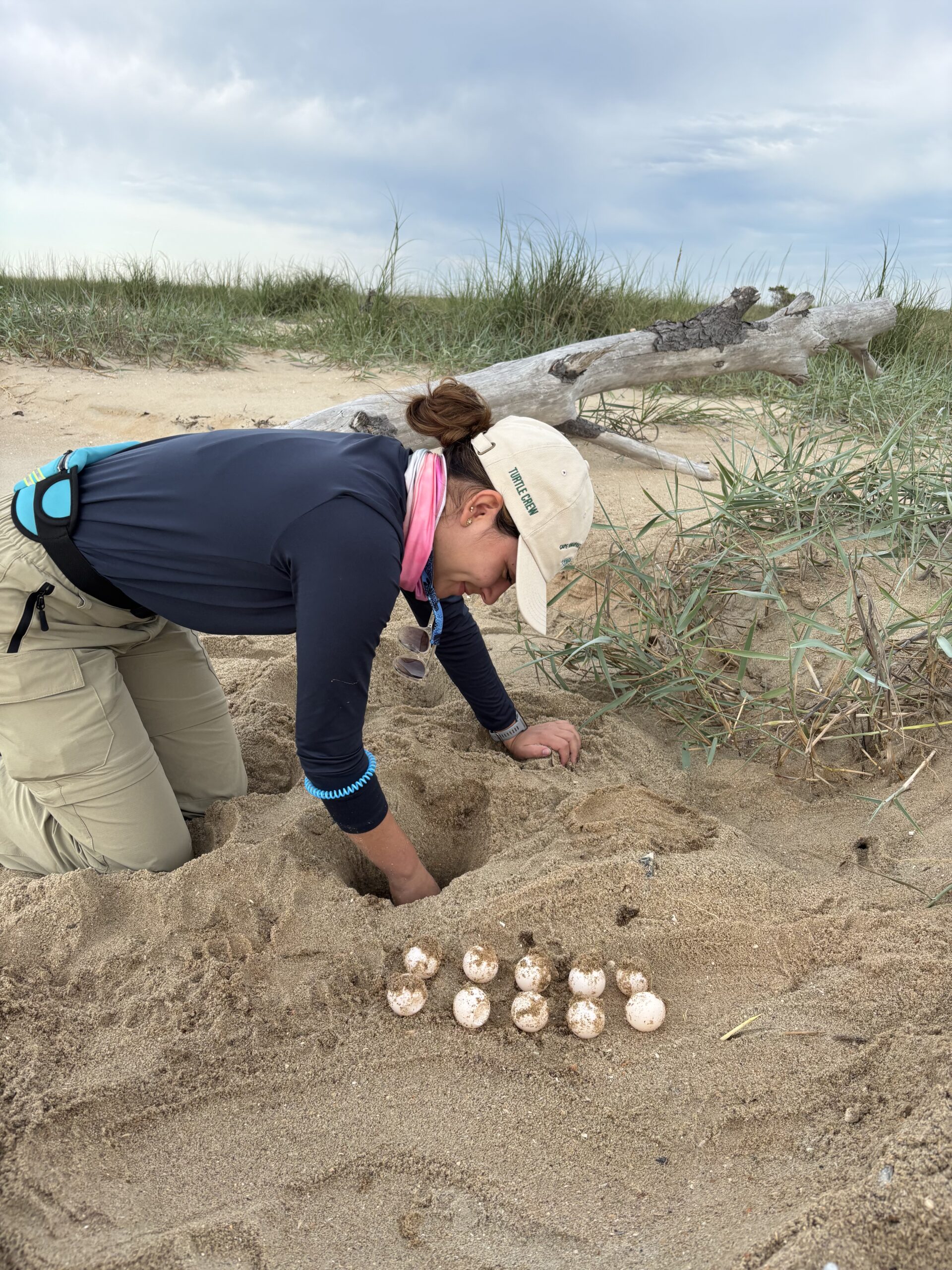 2025 Coastal Expeditions Foundation Intern Juanita Franco Inventorying a Nest Juanita Franco, Cape Romain National Wildlife Refuge, Coastal Expeditions, Loggerhead Sea Turtles, Sea Turtle Patrol