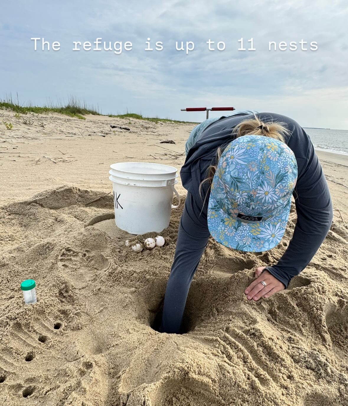 Inventorying a loggerhead sea turtle nest in Cape Romain NWR AK King, Coastal Expeditions Foundation, Sea Turtles, Loggerhead, Sea Turtle Patrol