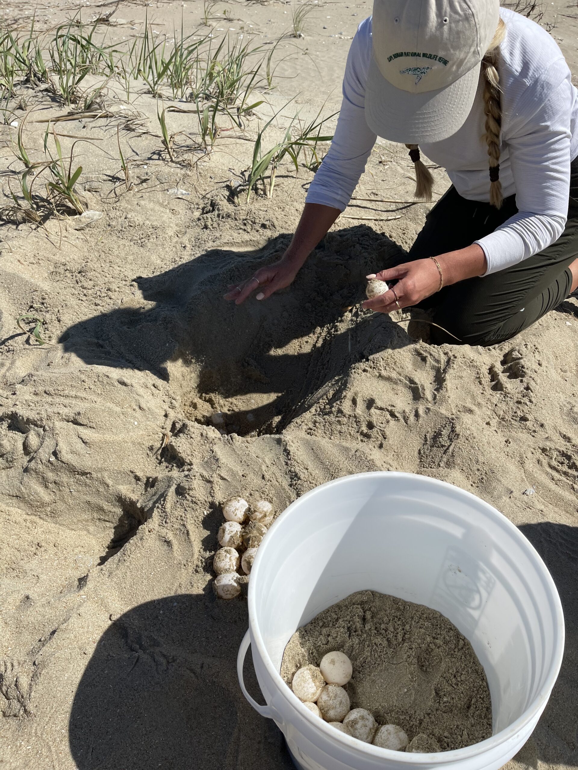 Coastal Expeditions Foundation 2025 Intern Parker Pound inventorying a loggerhead sea turtle nest Parker Pound, Coastal Expeditions, Loggerhead Sea Turtle Nest, Cape Romain National Wildlife Refuge