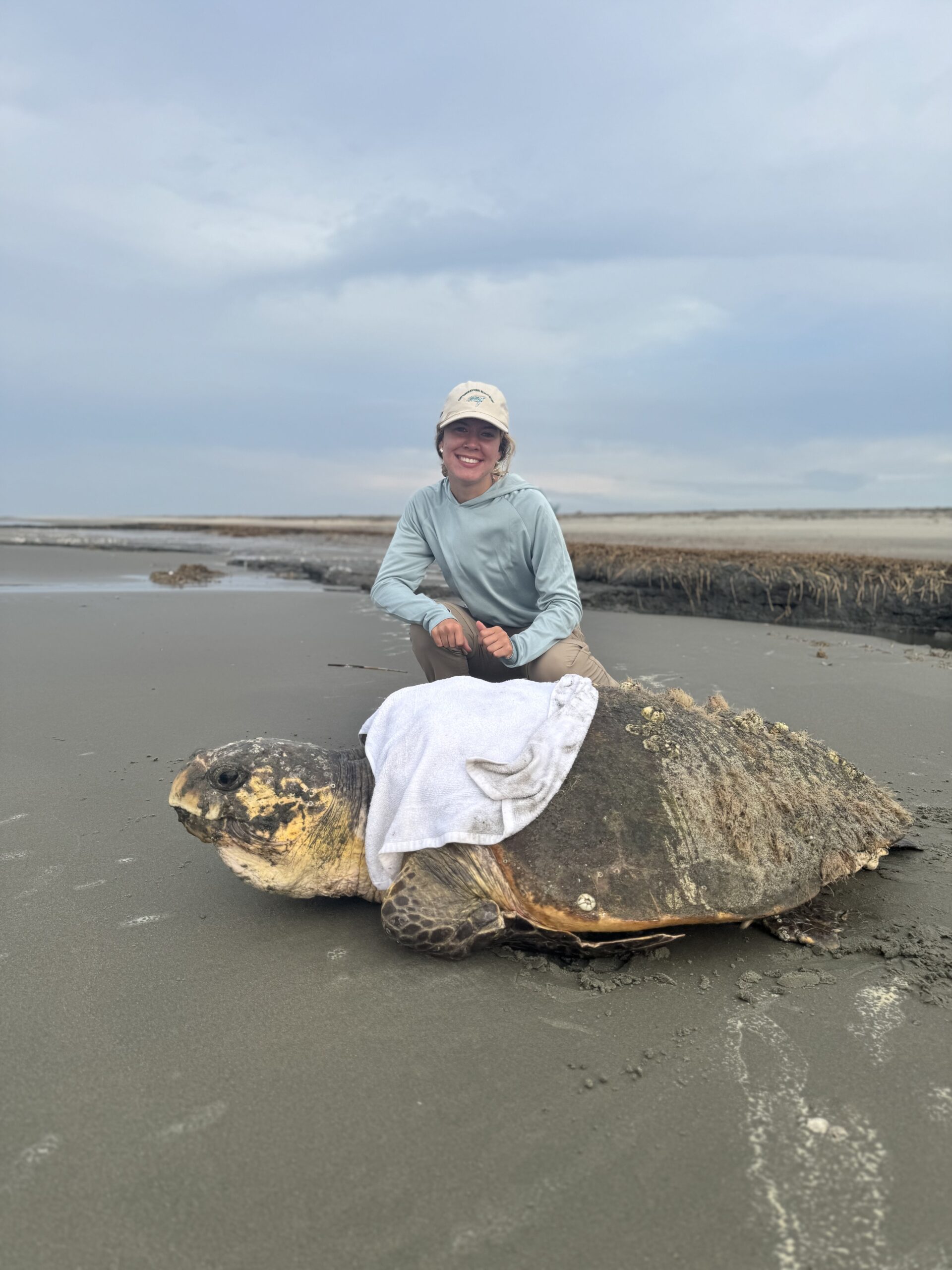 2025 Coastal Expeditions Foundation Intern Kai Hudson, assisting a female loggerhead back to the ocean Cape Island, Coastal Expeditions, Sea Turtle Patrol, Cape Romain National Wildlife Refuge