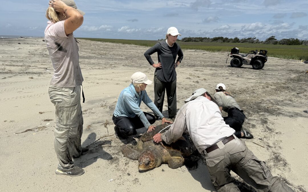 Sea Turtle Patrol, Coastal Expeditions, Cape Romain, Loggerhead Sea Turtles