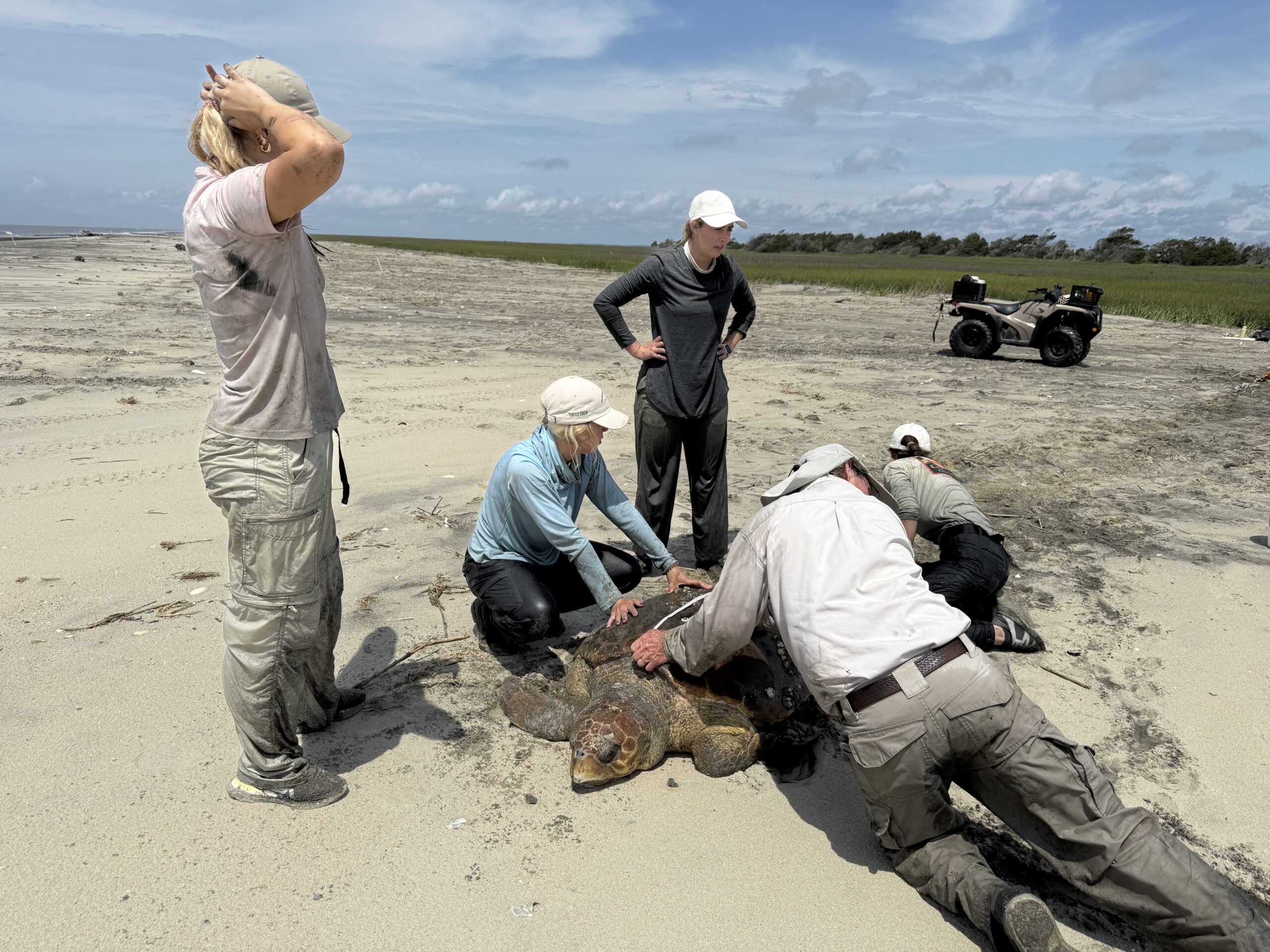 Taking data after rescuing a mama loggerhead from the marsh in Cape Romain National Wildlife Refuge Sea Turtle Patrol, Coastal Expeditions, Cape Romain, Loggerhead Sea Turtles