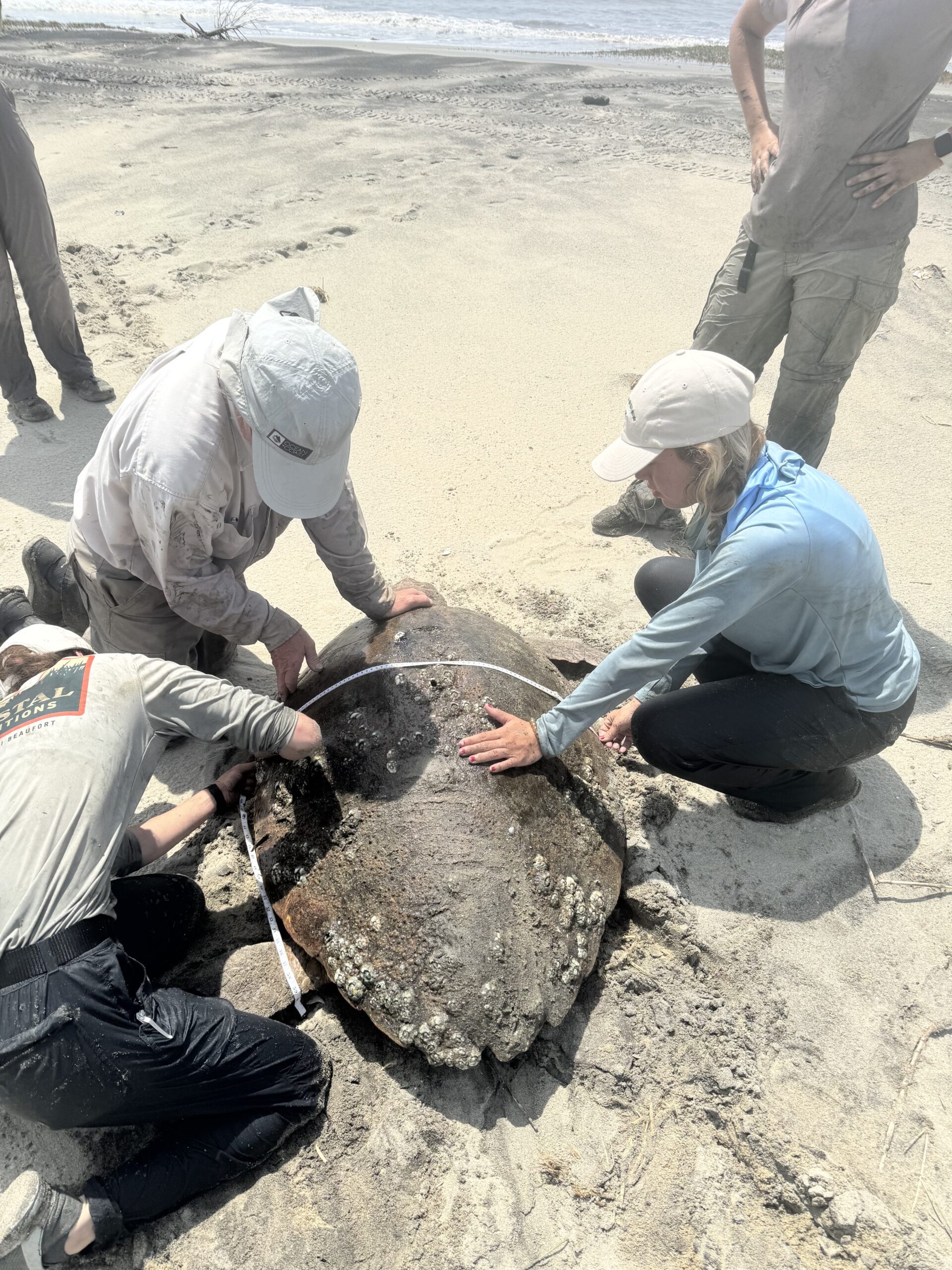 Quickly taking data on a mature female loggerhead sea turtle in Cape Romain National Wildlife Refuge Cape Romain National Wildlife Refuge, Loggerhead sea turtle, Sea turtle Patrol