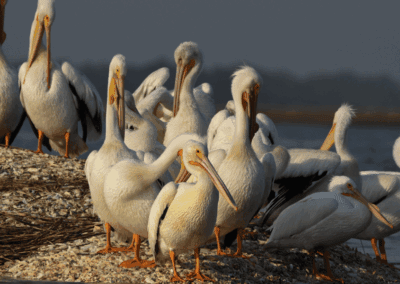 White Pelicans gathered on an oyster bed, an exciting sight to see on a Bulls Island tour in Cape Romain NWR