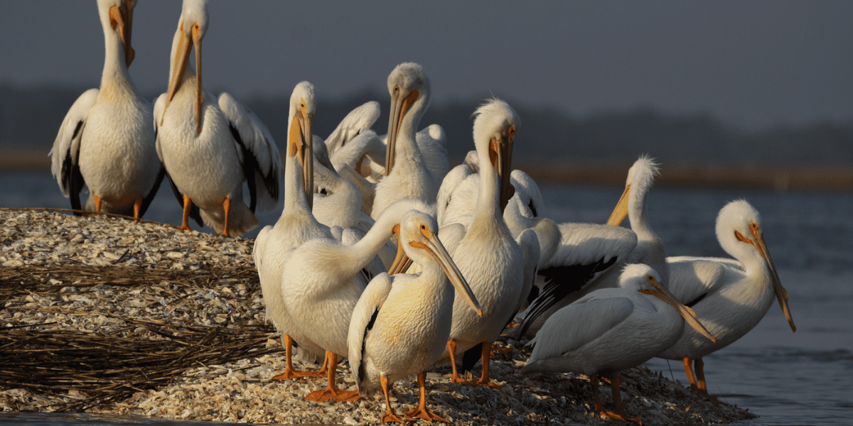 White Pelicans gathered on an oyster bed, an exciting sight to see on a Bulls Island tour in Cape Romain NWR White Pelicans gathered on an oyster bed, an exciting sight to see on a Bulls Island tour in Cape Romain NWR