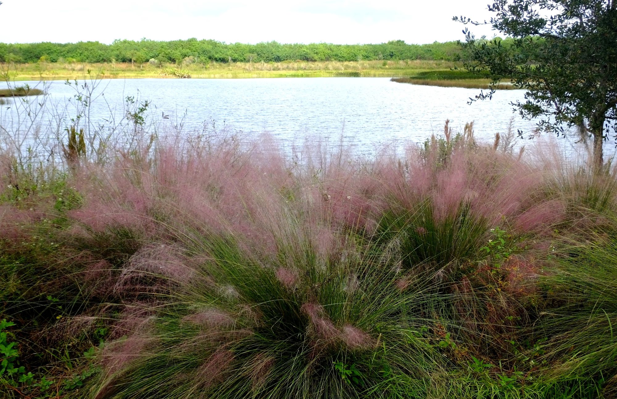 Sweetgrass in the Lowcountry Gullah Geechee, Beaufort Field Trips, Coastal Expeditions Foundation