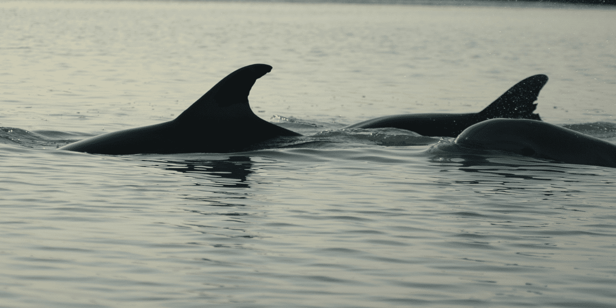 Dolphin Narrow Website