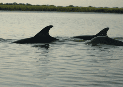 Dolphins are often found on our St. Helena kayak tours, breaching in pairs near the boat.