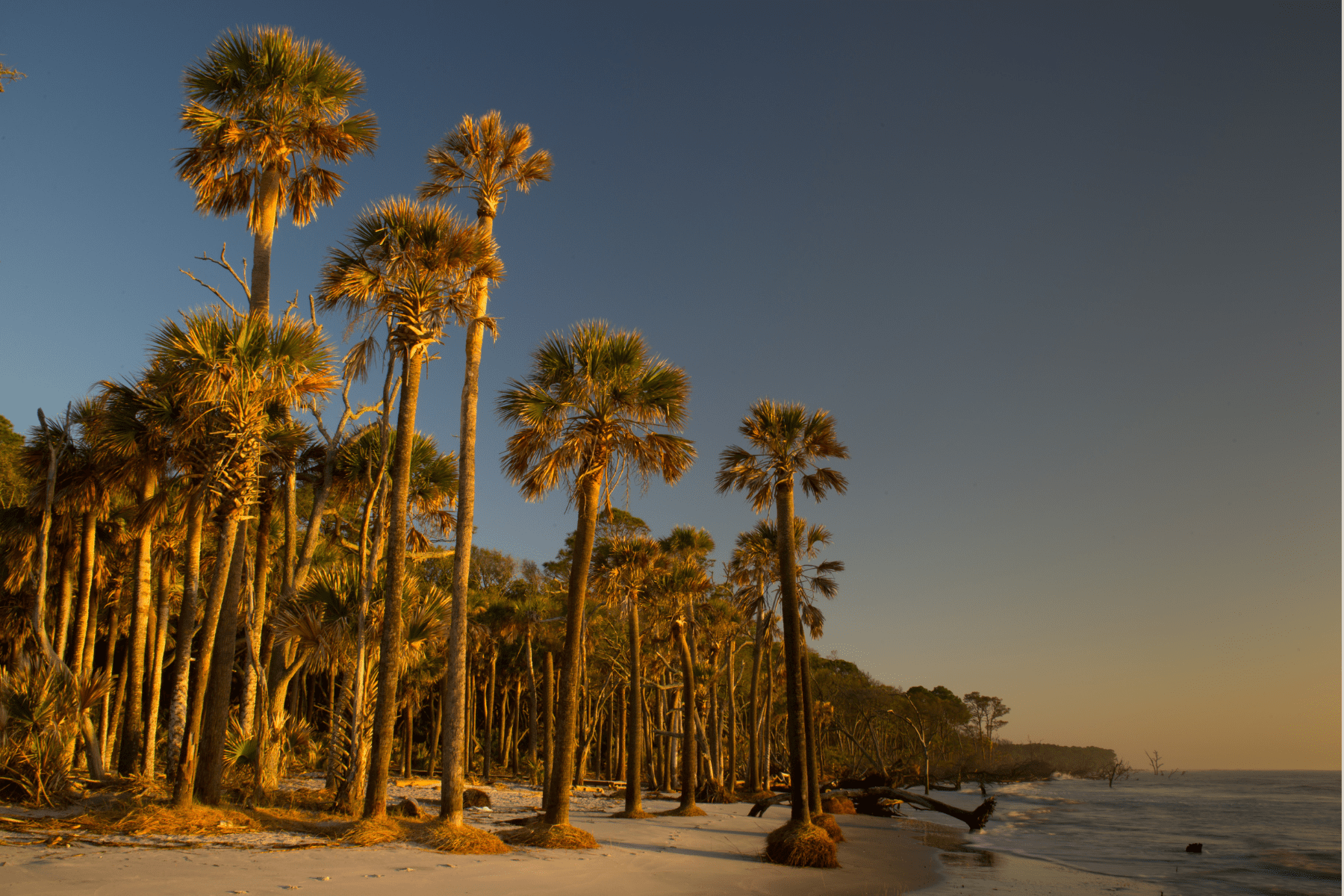 Hunting Island State Park, Coastal Expeditions, Dolphin Boat Tour, Beaufort, Fripp Island, Dawtaw