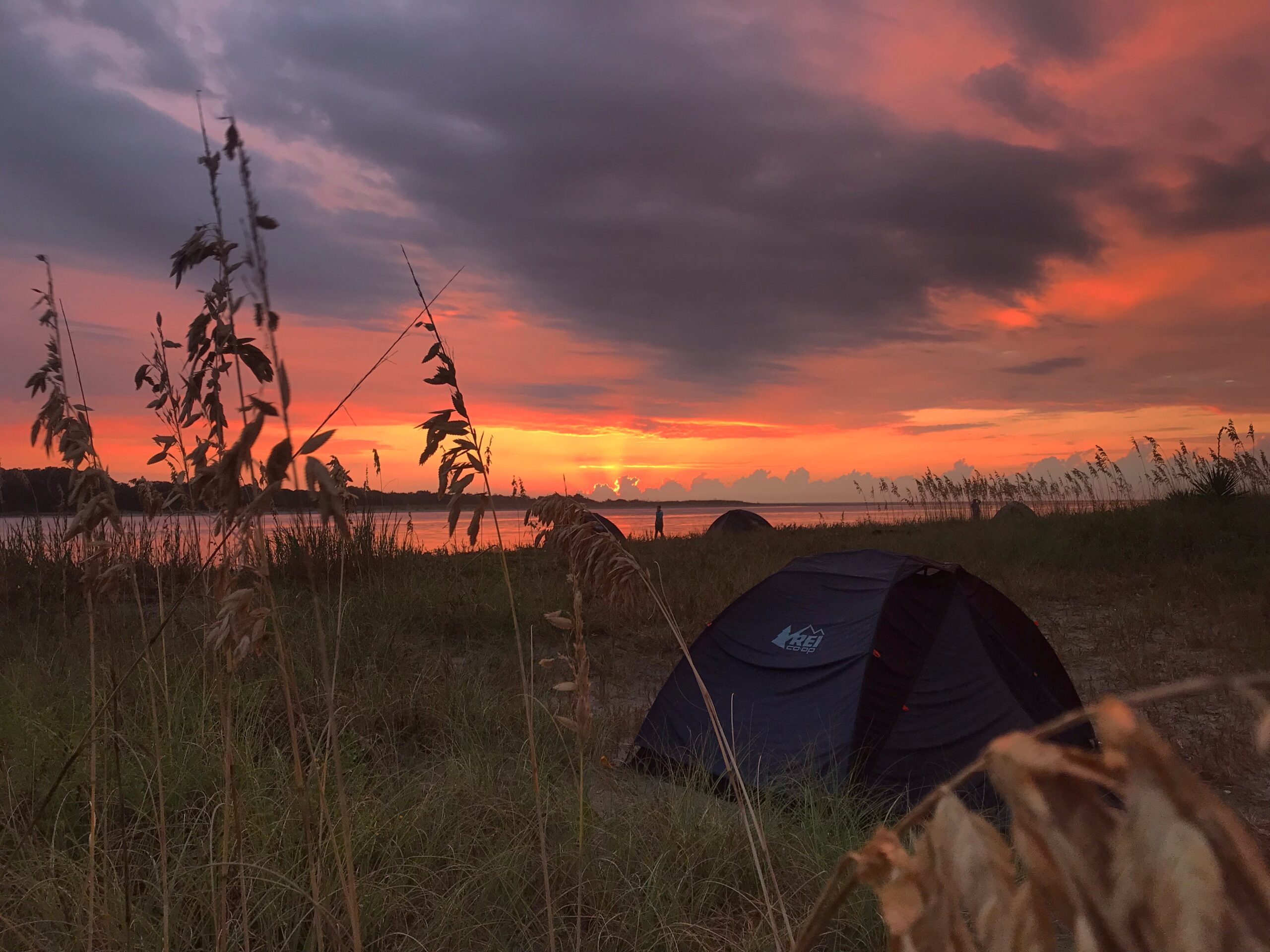 capers island Horseshoe Crabs, Deborah Cramer, The Narrow Edge, Cape Romain National Wildlife Refuge