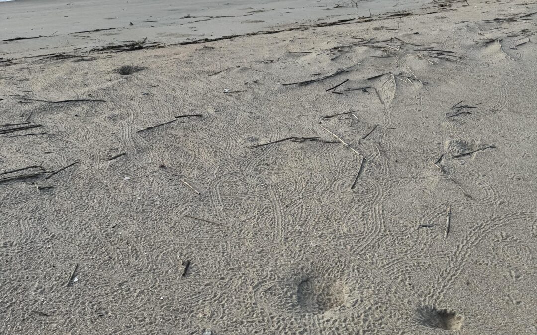 Hatchling loggerhead sea turtles tracks going into the ocean from Cape Romain National Wildlife Refuge
