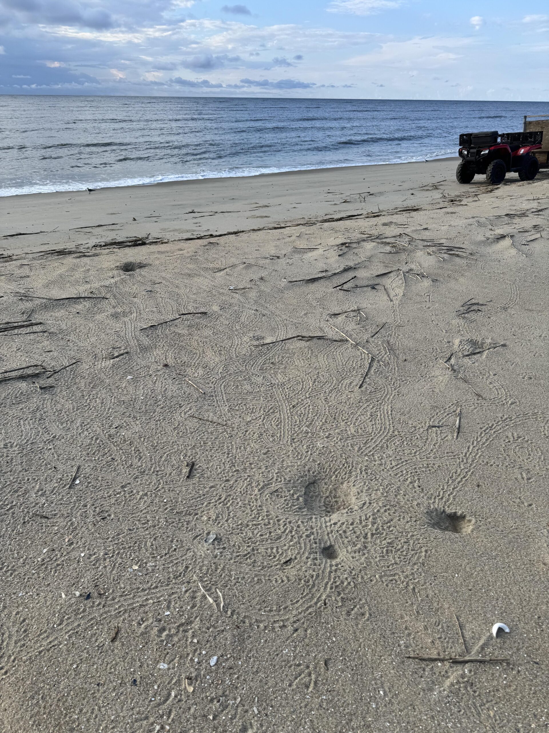 Hatchling loggerhead sea turtles tracks going into the ocean from Cape Romain National Wildlife Refuge