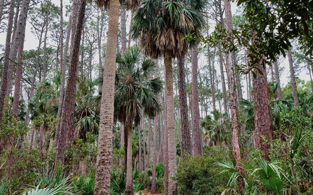 Homeschool Expeditions Beaufort