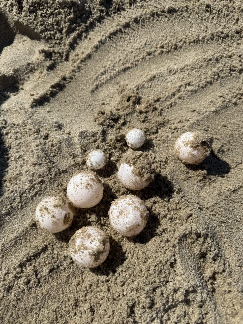 Update 2: Sea Turtle Patrol Update | Coastal Expeditions Blog