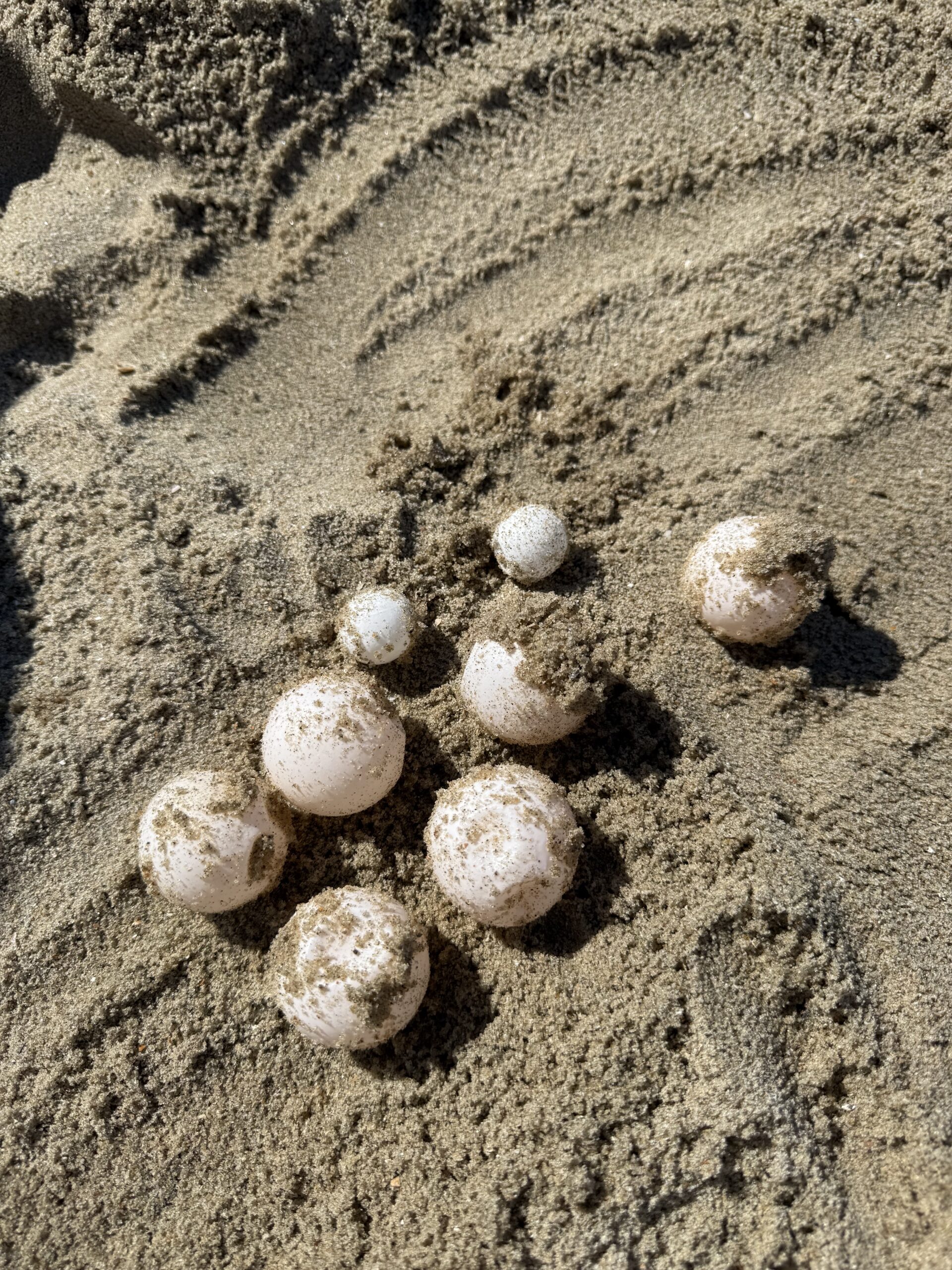 Hatchling loggerhead sea turtles tracks going into the ocean from Cape Romain National Wildlife Refuge