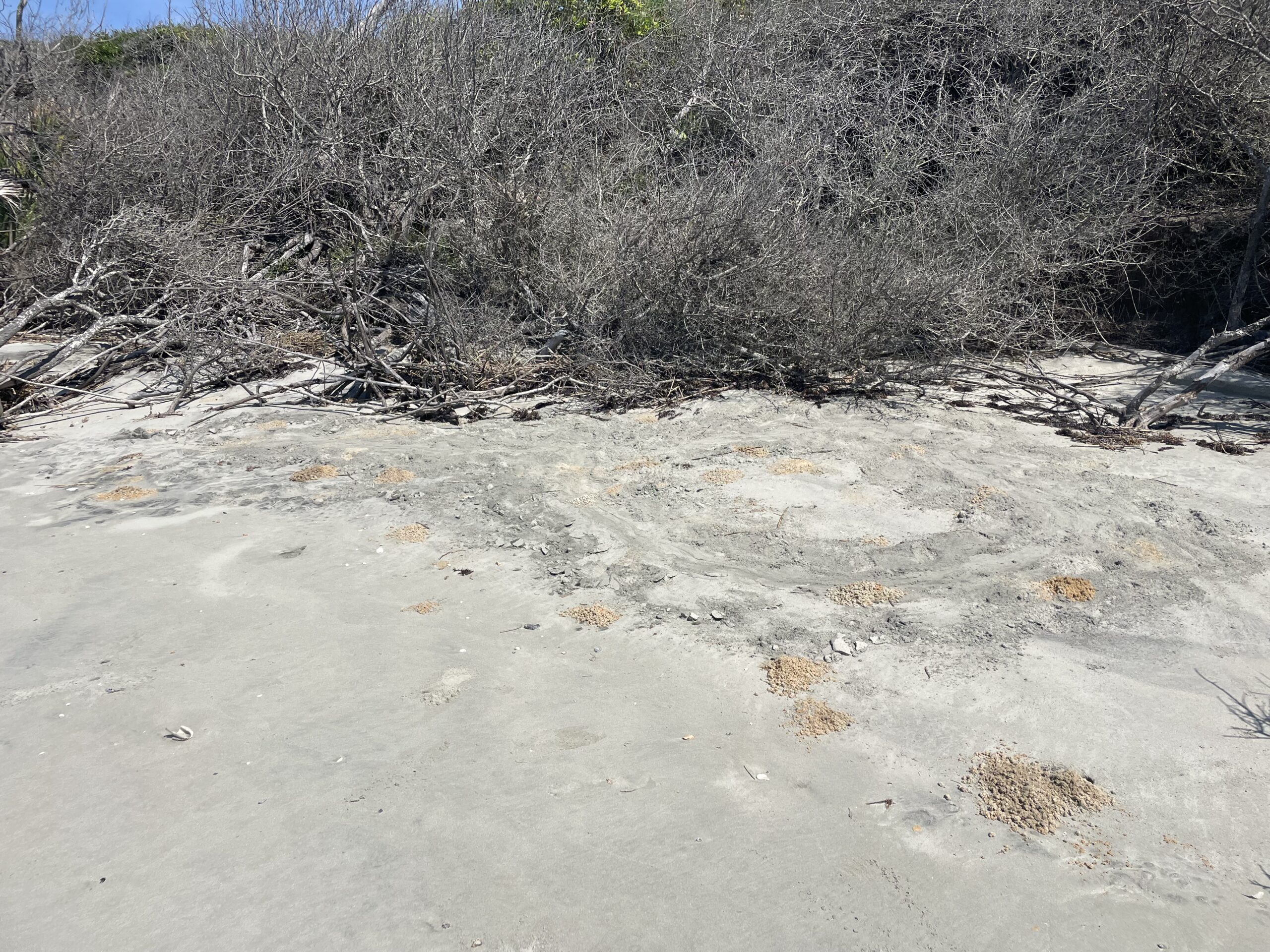 Hatchling loggerhead sea turtles tracks going into the ocean from Cape Romain National Wildlife Refuge