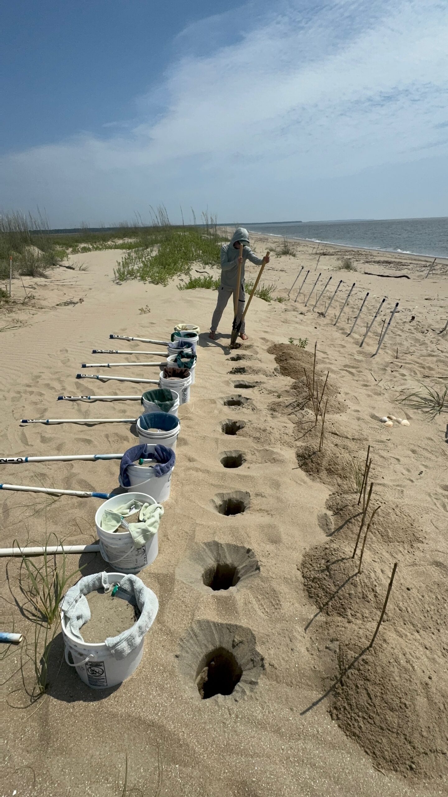 Hatchling loggerhead sea turtles tracks going into the ocean from Cape Romain National Wildlife Refuge