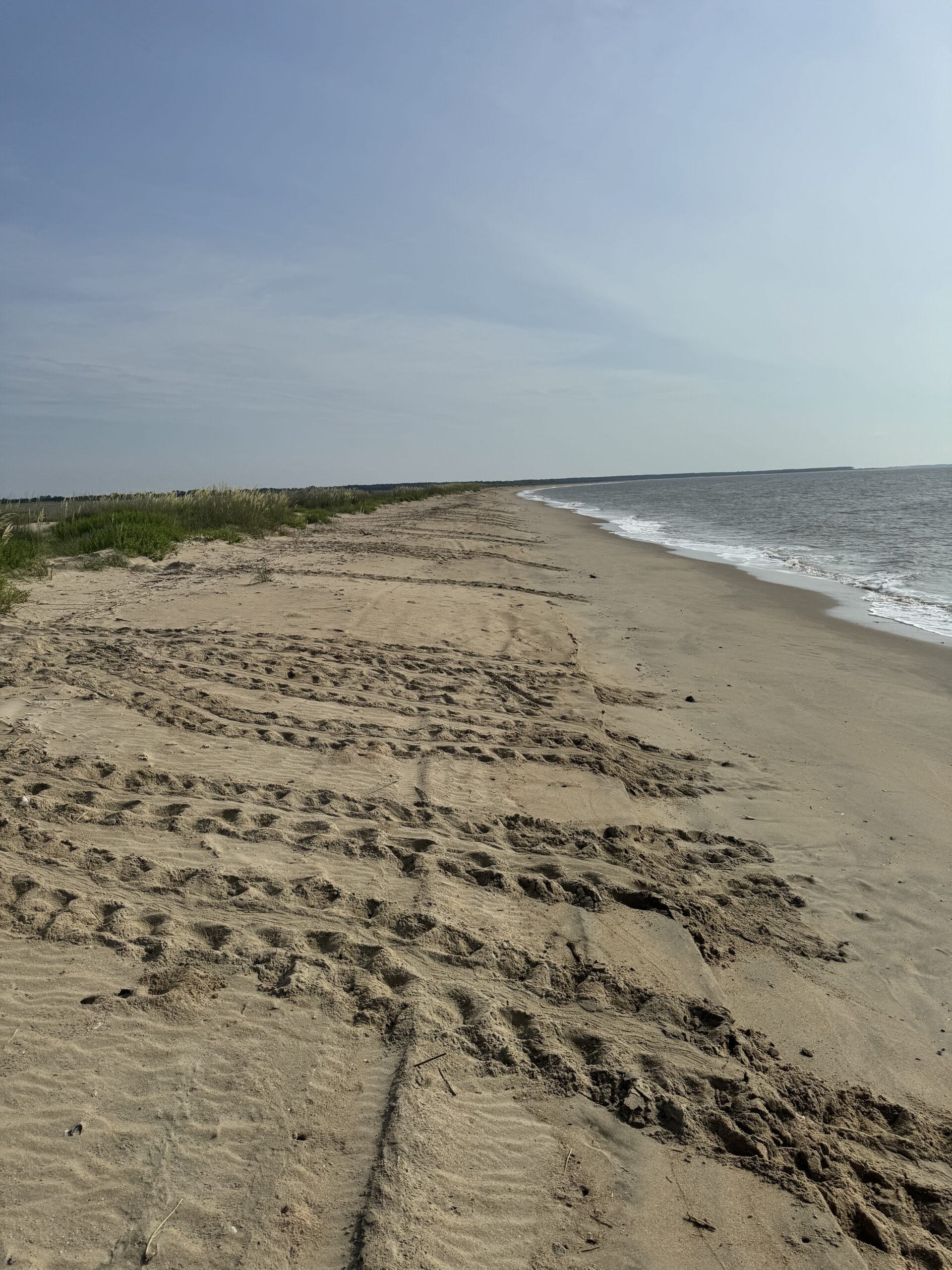 Hatchling loggerhead sea turtles tracks going into the ocean from Cape Romain National Wildlife Refuge